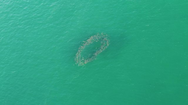 BUZZARDS BEACH EAST CAPE BCS MEXICO-2023: Circular Aquaculture Net in Turquoise Ocean