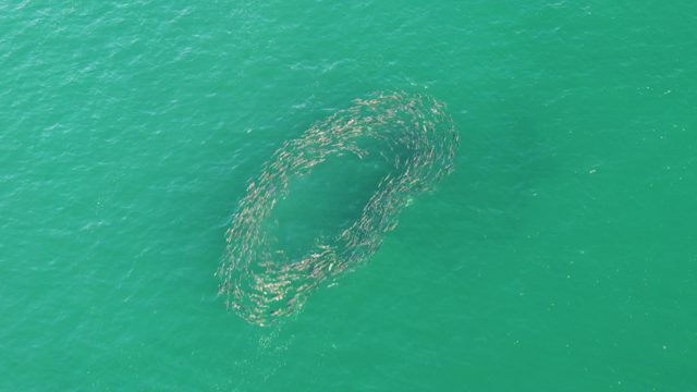 BUZZARDS BEACH EAST CAPE BCS MEXICO-2023: Fish School Rotating in a Circular Formation on Ocean Surface