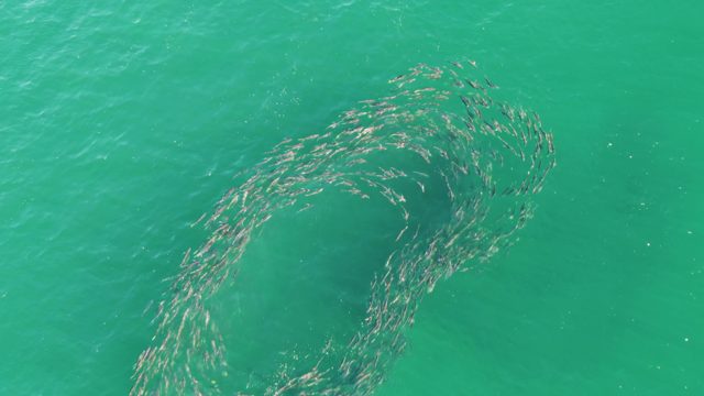 BUZZARDS BEACH EAST CAPE BCS MEXICO-2023: School of Fish Forming a Dynamic Spiral in Turquoise Water