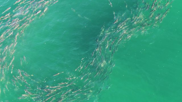 BUZZARDS BEACH EAST CAPE BCS MEXICO-2023: School of Fish Swimming in Circular Formation
