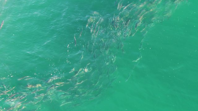 BUZZARDS BEACH EAST CAPE BCS MEXICO-2023: School of Fish Swimming in Clear Turquoise Water