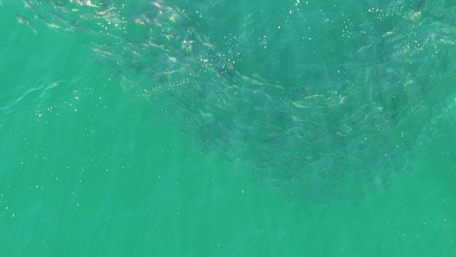 BUZZARDS BEACH EAST CAPE BCS MEXICO-2023: School of Small Fish Swimming in Clear Turquoise Water