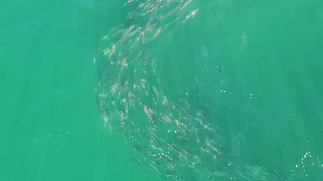 BUZZARDS BEACH EAST CAPE BCS MEXICO-2023: School of Small Fish Swirling in Clear Ocean Water