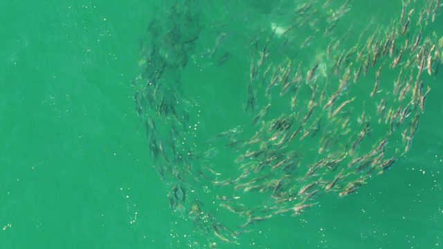 BUZZARDS BEACH EAST CAPE BCS MEXICO-2023: School of Small Fish Forming a Circular Pattern in Clear Water