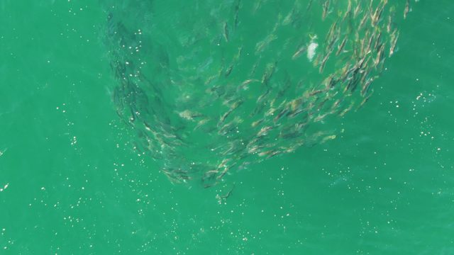 BUZZARDS BEACH EAST CAPE BCS MEXICO-2023: Small Fish School Swarming in Clear Turquoise Water