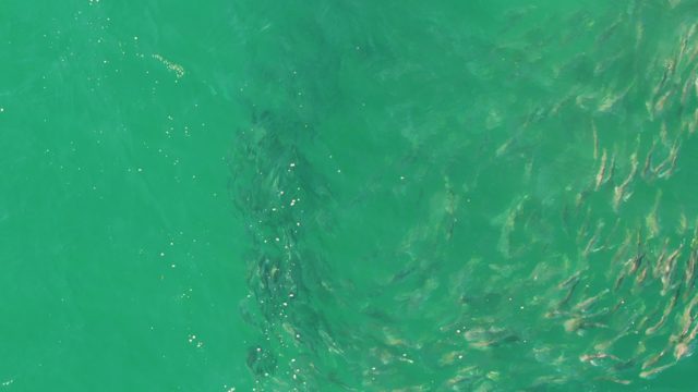 BUZZARDS BEACH EAST CAPE BCS MEXICO-2023: School of Small Fish Moving in Clear Turquoise Water
