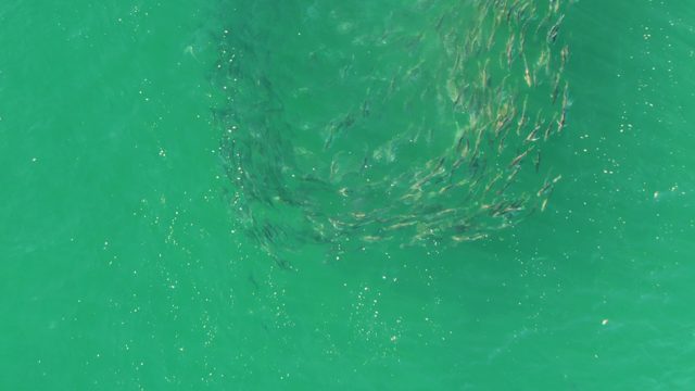 BUZZARDS BEACH EAST CAPE BCS MEXICO-2023: School of Fish Swimming in Turquoise Water