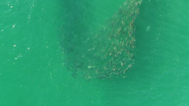 BUZZARDS BEACH EAST CAPE BCS MEXICO-2023: School of Fish Swirling in Clear Turquoise Water
