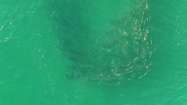 BUZZARDS BEACH EAST CAPE BCS MEXICO-2023: School of Small Fish Swirling in Clear Ocean Water