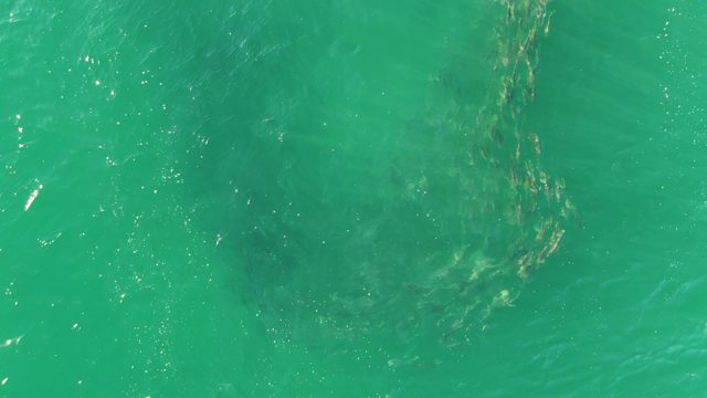 BUZZARDS BEACH EAST CAPE BCS MEXICO-2023: School of Fish Swimming in Turquoise Ocean Water