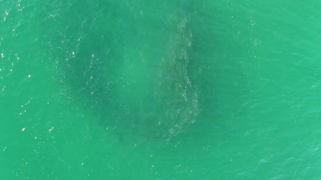 BUZZARDS BEACH EAST CAPE BCS MEXICO-2023: Manatee Swimming in Clear Turquoise Water