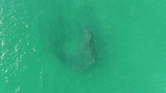 BUZZARDS BEACH EAST CAPE BCS MEXICO-2023: Circular School of Fish in Turquoise Ocean Water
