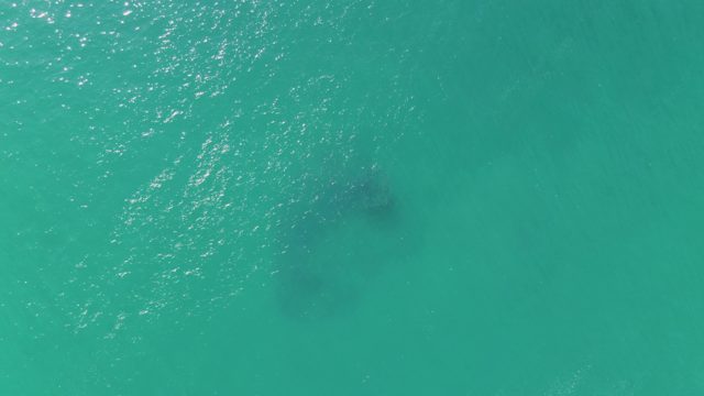 BUZZARDS BEACH EAST CAPE BCS MEXICO-2023: Marine Animal Gliding Beneath Turquoise Ocean Surface