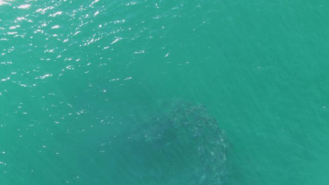 BUZZARDS BEACH EAST CAPE BCS MEXICO-2023: School of Fish Forming a Circular Pattern Underwater