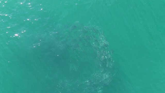 BUZZARDS BEACH EAST CAPE BCS MEXICO-2023: Whale Moving in Clear Turquoise Ocean Water