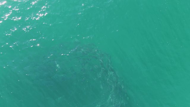 BUZZARDS BEACH EAST CAPE BCS MEXICO-2023: Large Marine Animal Swimming Beneath Turquoise Water