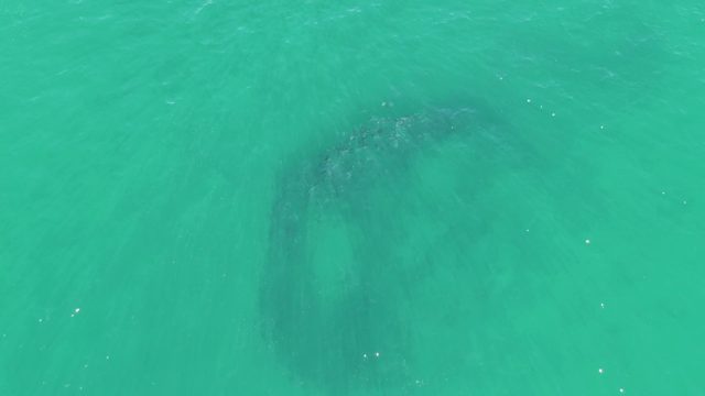 BUZZARDS BEACH EAST CAPE BCS MEXICO-2023: Whale Swimming in Clear Turquoise Ocean