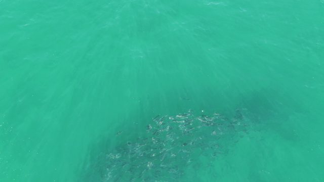 BUZZARDS BEACH EAST CAPE BCS MEXICO-2023: School of Fish Swimming in Clear Turquoise Water