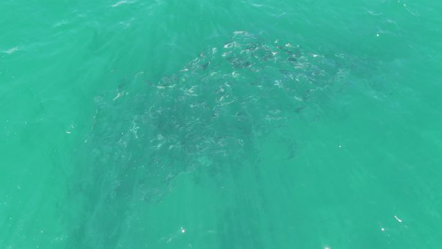 BUZZARDS BEACH EAST CAPE BCS MEXICO-2023: School of Fish Swimming in Clear Turquoise Water