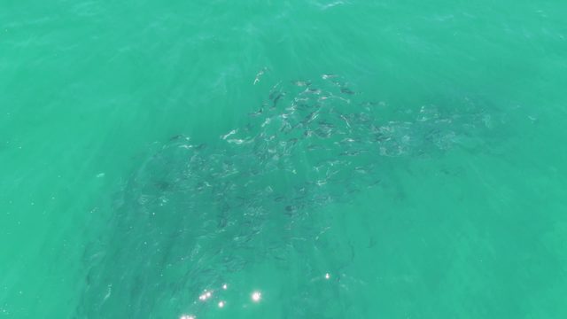 BUZZARDS BEACH EAST CAPE BCS MEXICO-2023: School of Fish Swimming in Turquoise Water
