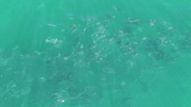 BUZZARDS BEACH EAST CAPE BCS MEXICO-2023: Overhead View of School of Fish in Clear Turquoise Water