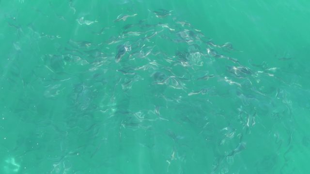 BUZZARDS BEACH EAST CAPE BCS MEXICO-2023: School of Small Fish Swimming in Clear Turquoise Water