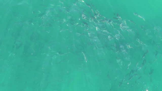 BUZZARDS BEACH EAST CAPE BCS MEXICO-2023: School of Fish Swimming in Turquoise Water