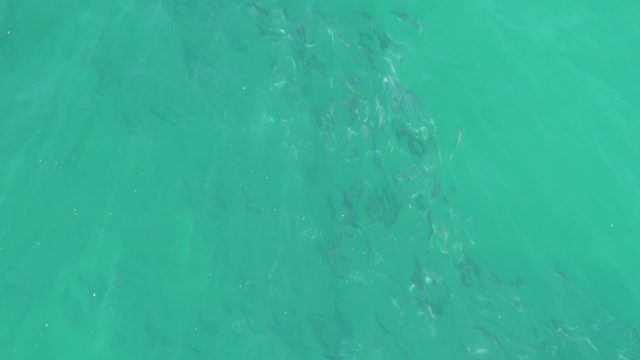 BUZZARDS BEACH EAST CAPE BCS MEXICO-2023: School of Fish Swimming in Clear Turquoise Water