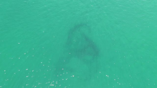 BUZZARDS BEACH EAST CAPE BCS MEXICO-2023: Manatee Gliding Underwater in Turquoise Sea