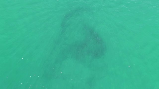BUZZARDS BEACH EAST CAPE BCS MEXICO-2023: Manatee Swimming in Clear Turquoise Water