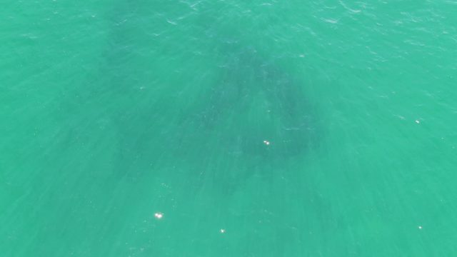BUZZARDS BEACH EAST CAPE BCS MEXICO-2023: Shifting School of Fish in Turquoise Ocean Water