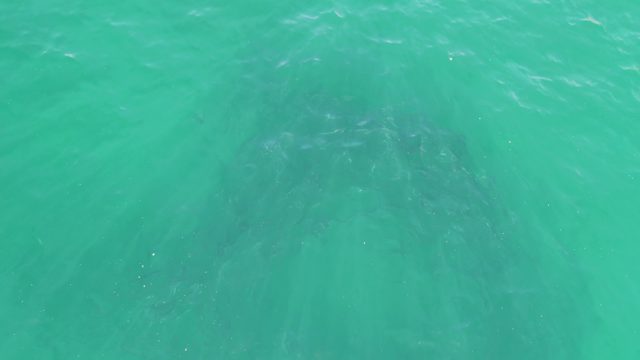 BUZZARDS BEACH EAST CAPE BCS MEXICO-2023: Coral Reef Visible Through Clear Turquoise Water