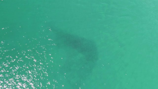 BUZZARDS BEACH EAST CAPE BCS MEXICO-2023: Manatee Swimming in Clear Turquoise Water