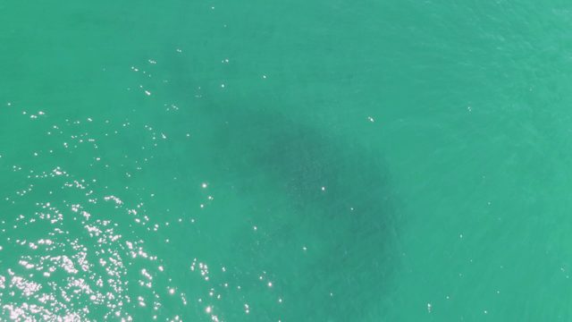 BUZZARDS BEACH EAST CAPE BCS MEXICO-2023: Manatee Gliding Through Shallow Turquoise Water