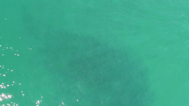 BUZZARDS BEACH EAST CAPE BCS MEXICO-2023: Manatee Gliding Through Shallow Turquoise Water