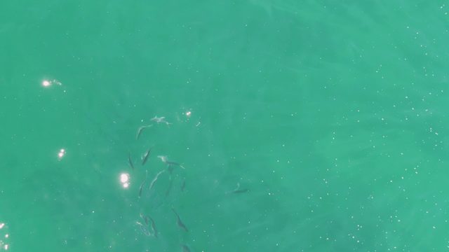 BUZZARDS BEACH EAST CAPE BCS MEXICO-2023: Small Fish Swimming in Clear Turquoise Water