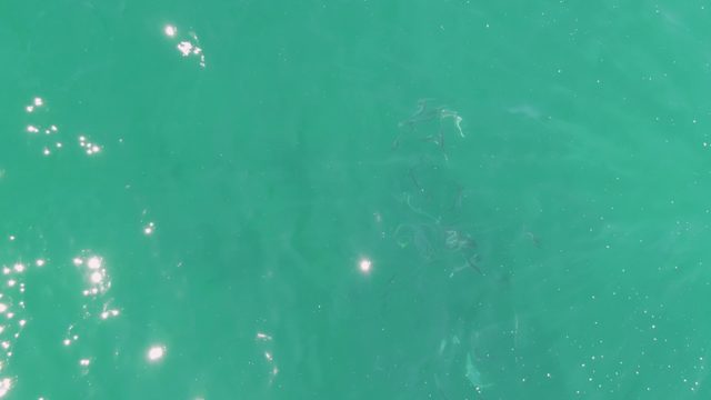 BUZZARDS BEACH EAST CAPE BCS MEXICO-2023: School of Fish in Clear Ocean Water