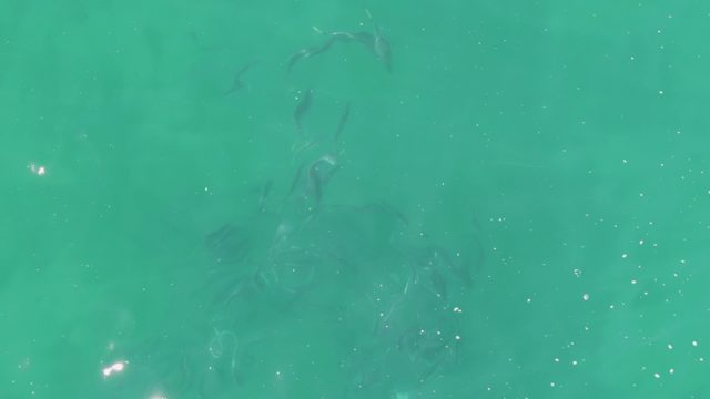 BUZZARDS BEACH EAST CAPE BCS MEXICO-2023: Small Fish Swimming in Clear Turquoise Water