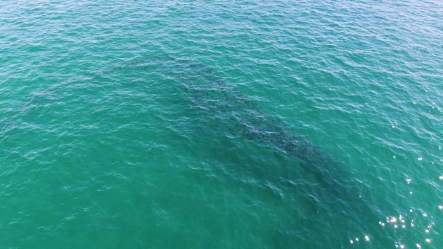 BUZZARDS BEACH EAST CAPE BCS MEXICO-2023: Whale Surfacing in Clear Turquoise Ocean Water