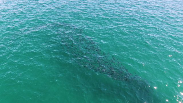 BUZZARDS BEACH EAST CAPE BCS MEXICO-2023: School of Fish Swimming in Turquoise Ocean Waters