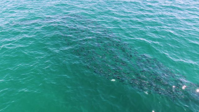 BUZZARDS BEACH EAST CAPE BCS MEXICO-2023: School of Fish Swimming in Turquoise Ocean