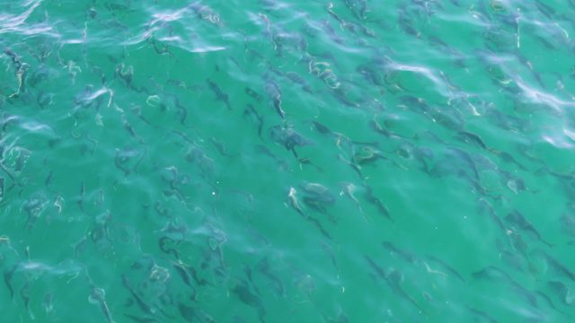 BUZZARDS BEACH EAST CAPE BCS MEXICO-2023: School of Small Fish Swimming in Clear Turquoise Water