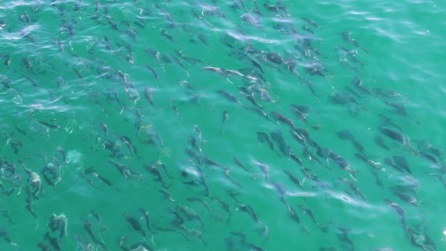 BUZZARDS BEACH EAST CAPE BCS MEXICO-2023: School of Small Fish Swimming in Turquoise Water
