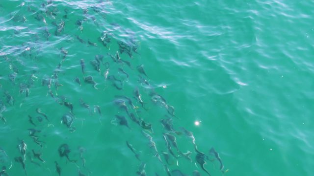 BUZZARDS BEACH EAST CAPE BCS MEXICO-2023: Small Fish School Swimming in Clear Turquoise Water