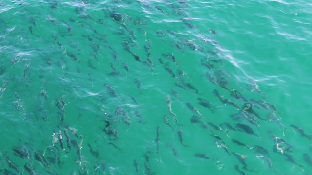 BUZZARDS BEACH EAST CAPE BCS MEXICO-2023: School of Fish Swimming in Clear Turquoise Water