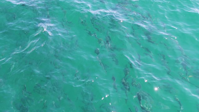 BUZZARDS BEACH EAST CAPE BCS MEXICO-2023: School of Fish Swimming in Clear Turquoise Water