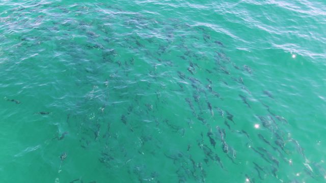 BUZZARDS BEACH EAST CAPE BCS MEXICO-2023: School of Fish Swimming in Clear Turquoise Water