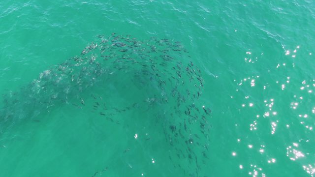 BUZZARDS BEACH EAST CAPE BCS MEXICO-2023: Swirling School of Fish in Turquoise Ocean Water