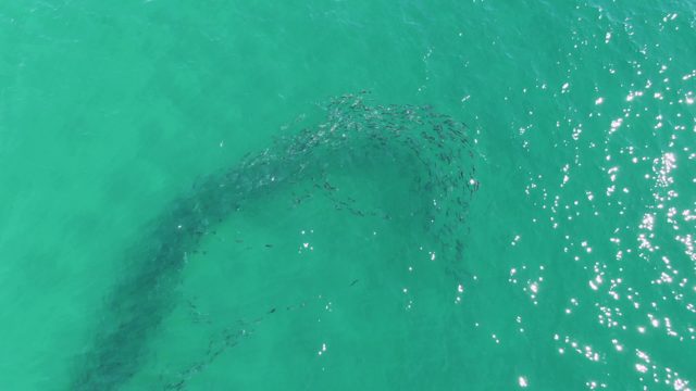 BUZZARDS BEACH EAST CAPE BCS MEXICO-2023: Swirling School of Fish in Clear Turquoise Ocean Water