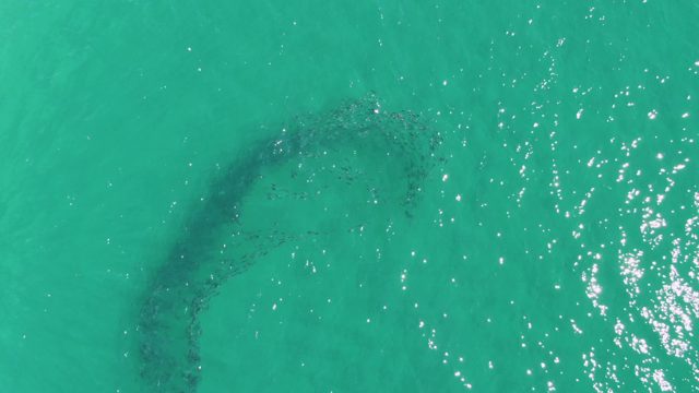 BUZZARDS BEACH EAST CAPE BCS MEXICO-2023: School of Fish Forming a Curved Pattern in the Ocean